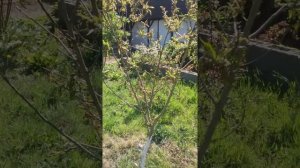 Как лечить  курчавость персика
