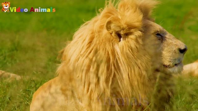 Happy farm, gentle sounds of cows, chickens, buffaloes, tigers, elephants, cats смотреть онлайн