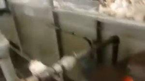 убой птицы на птицефабрике