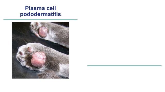 Approach to Pododermatitis смотреть онлайн