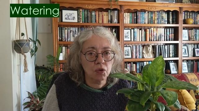 Homalomena Wallisii 'Camouflage' Spotlight: Care Guide & Tips