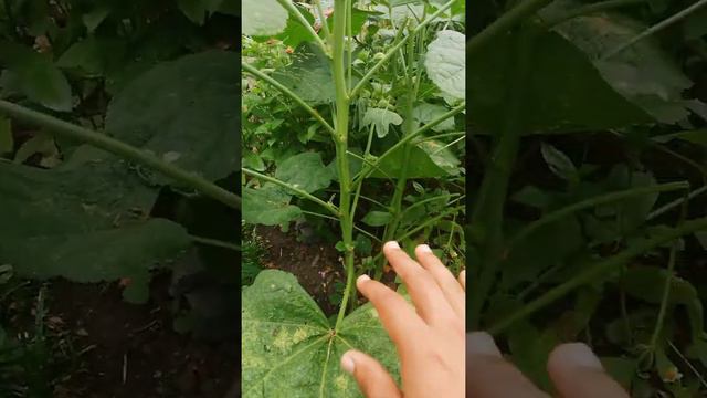 Morfología de la Malva real (Alcea rosea) смотреть онлайн