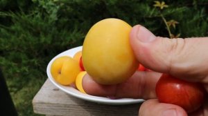 Обзор сортов сливы диплоидной (алычи) в Хатунском питомнике