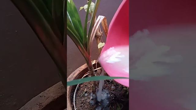 Bibit Pandan di Siram perasan Air Beras.. смотреть онлайн