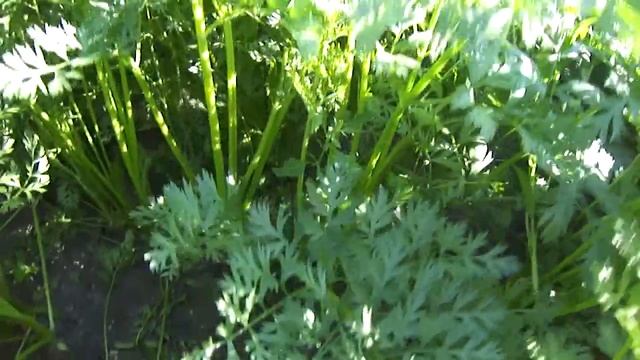 Морковка ДЕТСКАЯ смотреть онлайн