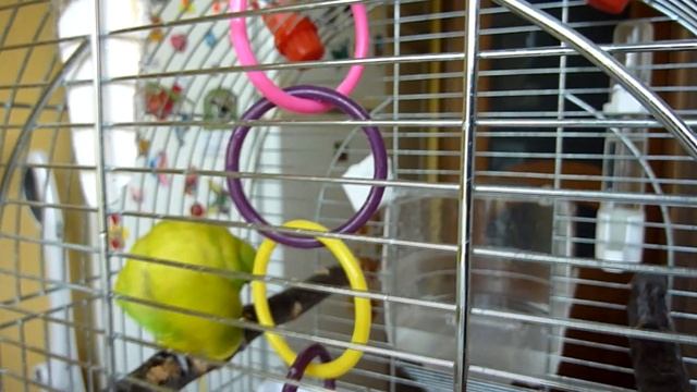 Как ПОПУГАЙ ТОША "СХОДИЛ НА ПЛЯЖ" / Попугай КУПАЕТСЯ / Купалка для попугая / зеленый попугайчик TV смотреть онлайн