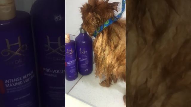 Tosa em spitz #pets #groom #groomers #grooming #dog #trimmings #hydra #vanhoetosa смотреть онлайн