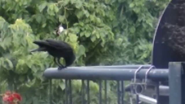 Галка лакомится миндальным орешком... ;) смотреть онлайн