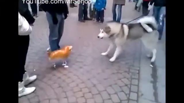 кот и собака смотреть онлайн