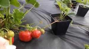 Вима тарда - клубника, описание сорта (Голландский сорт)