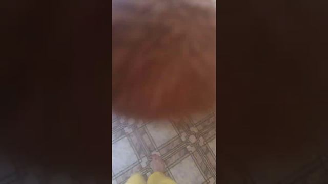 Здоровье домашних кошек