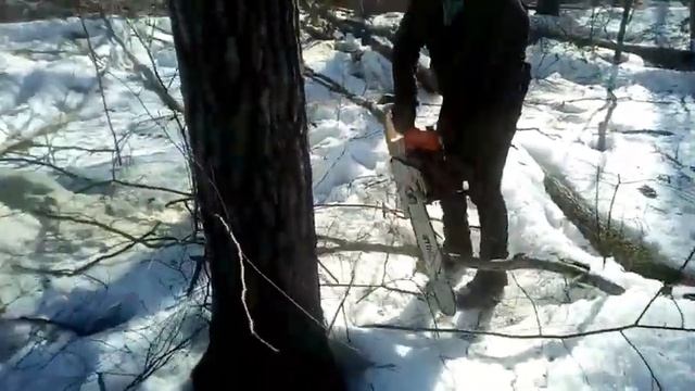 Валка леса, трелевка леса, лесоповал. КАК ПРАВИЛЬНО ВАЛИТЬ ДЕРЕВЬЯ!!! Half Pipe. Экстремальный лес! смотреть онлайн