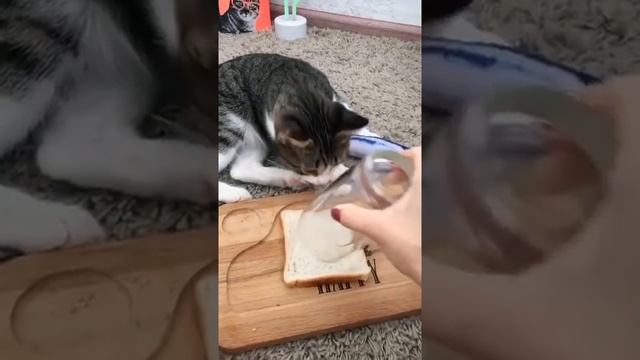 МЯТА - ХЛЕБУШЕК! смотреть онлайн