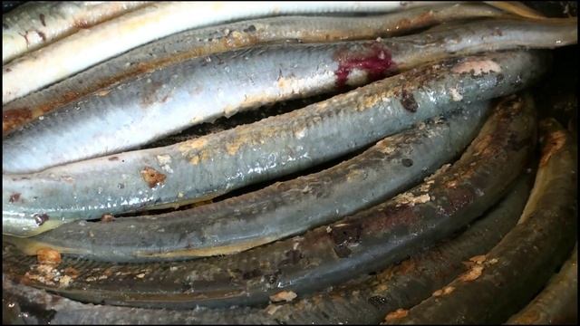 Пушистые Встречи