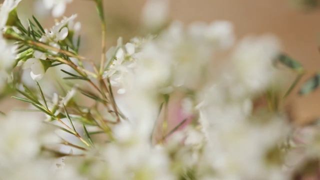 П.И.Чайковский - "Вальс цветов" из балета "Щелкунчик" смотреть онлайн