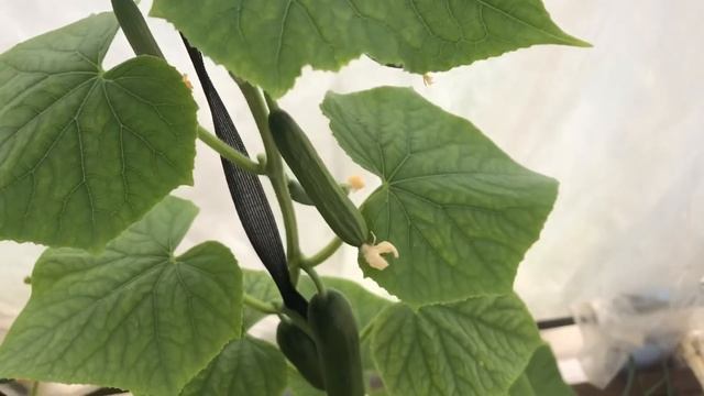 Урожай в теплице