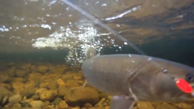 The Last Unknown Land  Part 3  Taimen Fishing