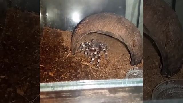 Бразильский белоколенный паук-птицеед (Acanthoscurria geniculata) смотреть онлайн
