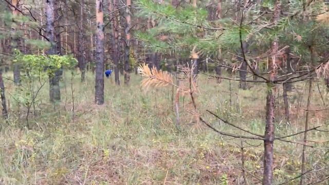 ГРИБНАЯ ЛИХОРАДКА 2.МАСЛЯТА СУПЕР.полный лес маслят. смотреть онлайн