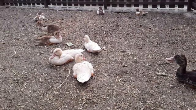 Мускусные Утки. Утятам 2 месяца. Гадкий Утенок / Имена Для Кур смотреть онлайн