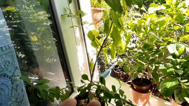 Дуранта, березка, маленькая гейша, голубиная ягода Выращивание в квартире, уход. Комнатные растения смотреть онлайн