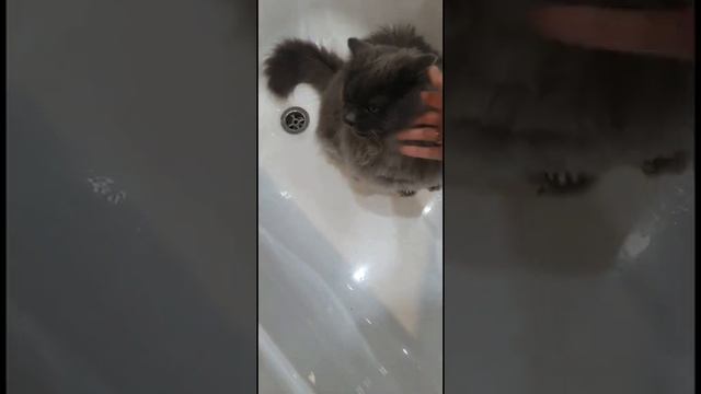 Шпиц бдит за котом и всегда его сдаёт!