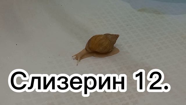 Как назвать улитку? /ТОП-20 прикольных имён для улитки./? смотреть онлайн