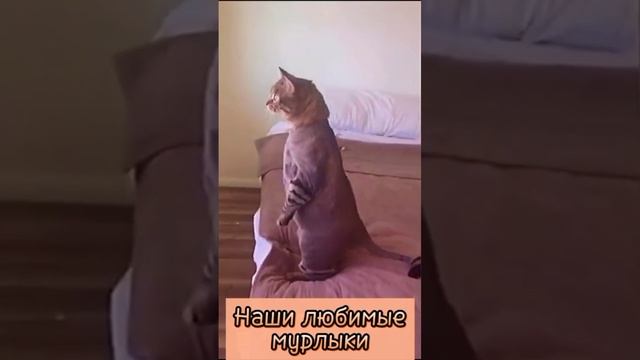 Приколы смотреть онлайн