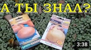 ЛУК ЧЕРНУШКА: сеем под зиму