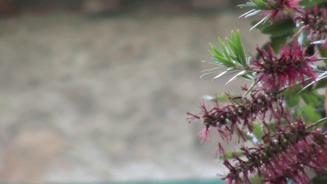 Test Canon Legria HF R106.mov смотреть онлайн