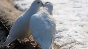 Голуби - песня #Голуби_песня #Любовь_и_голуби #Любовь