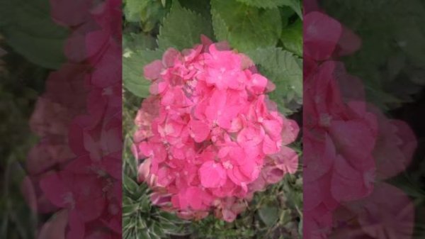 Гортензия крупнолистная | Hydrangea macrophylla