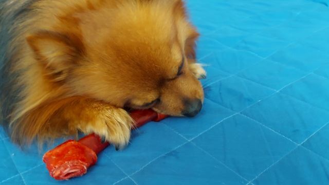 Адам и его любимая косточка