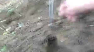 Слепыш. Как поймать слепыша в огороде, ловушка.