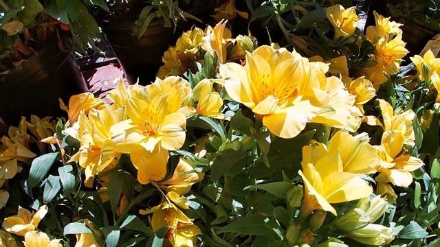 ? АЛЬСТРОМЕРИЯ - История / Выращивание в саду и на подоконнике / Значение в букете?