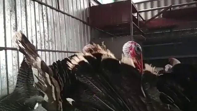 Лечение синусита у индюков от ветврача