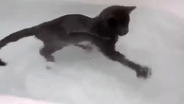 КОТ ПЛОВЕЦ смотреть онлайн