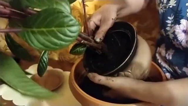 Санхеция#комнатное растение# смотреть онлайн