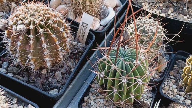 Кактусы в мае,цветение.Литопсы почти поменяли листья.Kakteen.Lithops. смотреть онлайн