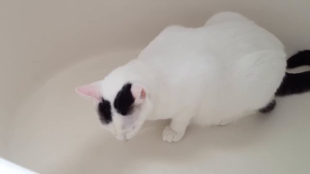 Cat sneezes 51 times