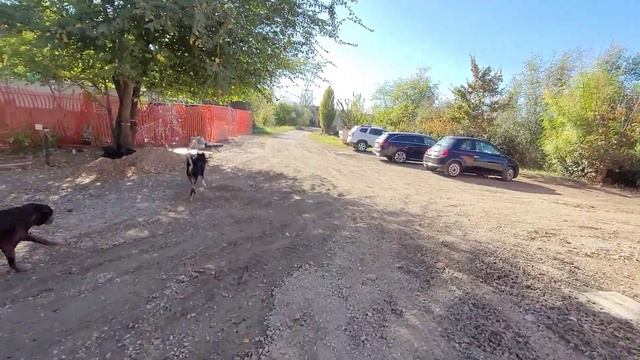 Проводили ОСЕНЬ! Уколы в колено дали результат👍🏻Чак любит тепло. смотреть онлайн