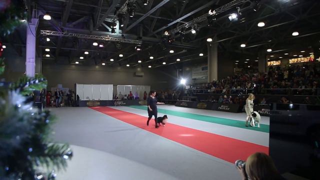 Золотой ошейник 2017 смотреть онлайн