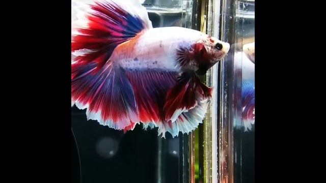 Новинки 15 - 5 петушков цвета российского флага смотреть онлайн