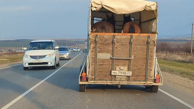 перевозка лошадей смотреть онлайн