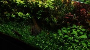 Одно из моих любимых аквариумных растений - неприхотливая Людвигия ползучая