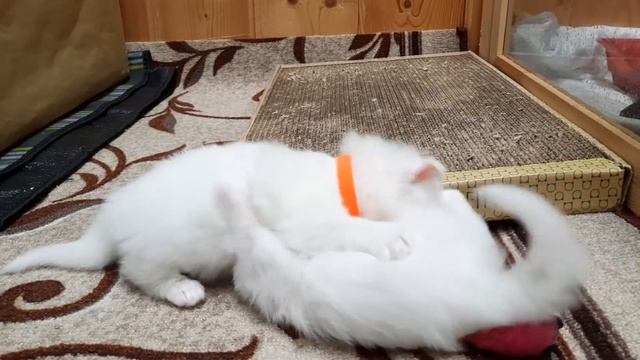 Часть 1. Сибирские котята возраст 2,5 недели смотреть онлайн