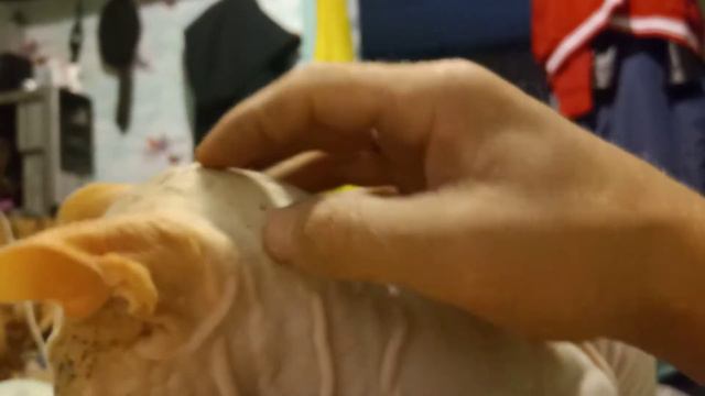 Лысый смотреть онлайн