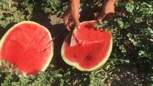 Мнение бахчевода об арбузе Юкон F1 (Yukon F1)