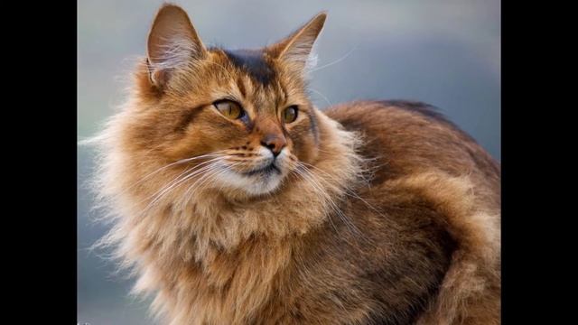 Сомали, или сомалийская кошка (Somali Cat) породы кошек( Slide Show)!