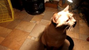 Как вялить Путасу дома? Очень просто! Простой рецепт. Прекрасно подойдёт к пиву!